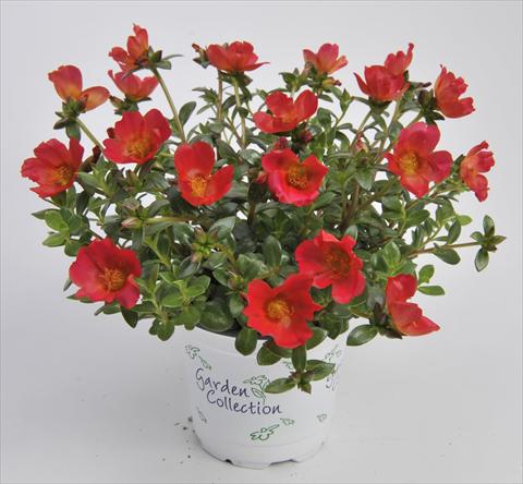 photo of flower to be used as: Bedding, patio, basket Portulaca RED FOX Cupcakes Cherry Baby