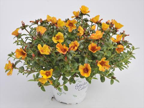 photo of flower to be used as: Bedding, patio, basket Portulaca RED FOX Cupcakes Yellow Chrome