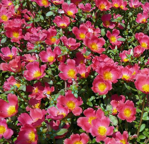 photo of flower to be used as: Bedding, patio, basket Portulaca Sun Dance Cherry Red