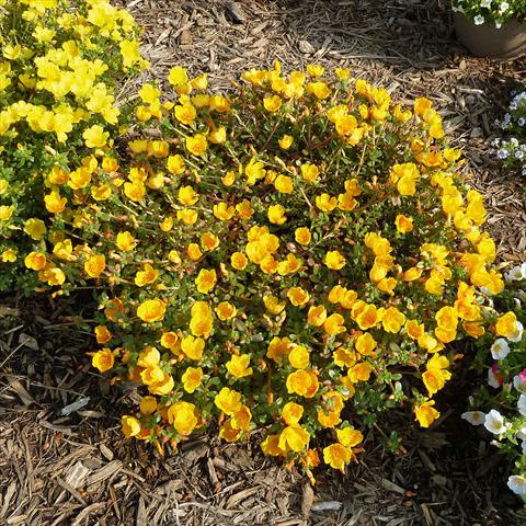 photo of flower to be used as: Bedding, patio, basket Portulaca Sun Dance Gold