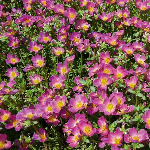 photo of flower to be used as: Bedding, patio, basket Portulaca Sun Dance Pink