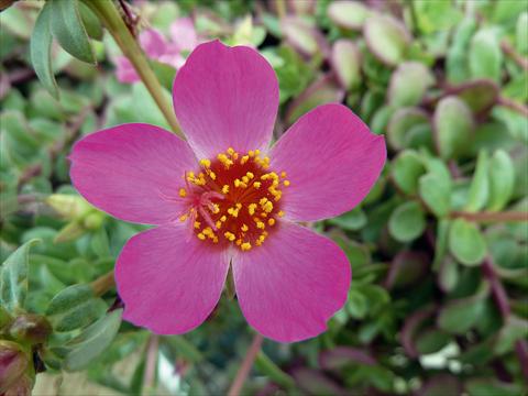 photo of flower to be used as: Bedding, patio, basket Portulaca Sun Dance Rose