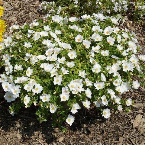 photo of flower to be used as: Bedding, patio, basket Portulaca Sun Dance White