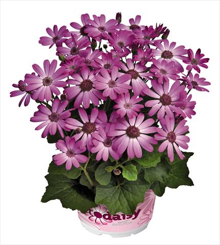 photo of flower to be used as: Pot and bedding Senecium cineraria RED FOX Todaisy Purple