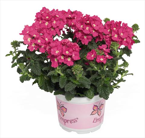 photo of flower to be used as: Pot, patio, basket Verbena RED FOX Empress Flair Pink Charme
