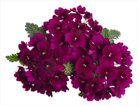 photo of flower to be used as: Pot, patio, basket Verbena RED FOX Empress Godiva