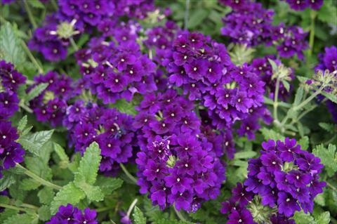 photo of flower to be used as: Pot, patio, basket Verbena RED FOX Empress Imperial Blue