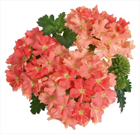 photo of flower to be used as: Pot, patio, basket Verbena RED FOX Empress Peach