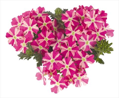 photo of flower to be used as: Pot, patio, basket Verbena Voodoo Star Pink