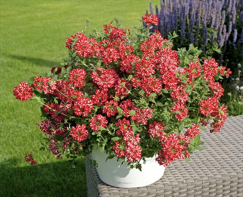 photo of flower to be used as: Pot, patio, basket Verbena Voodoo Star Red