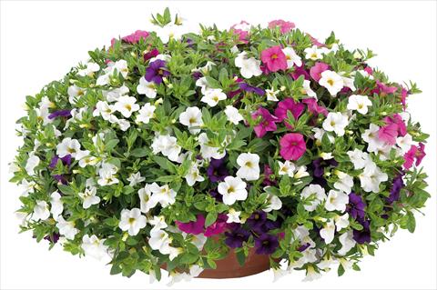 photo of flower to be used as: Pot, bedding, patio 3 Combo Calibrachoa Lindura® Fata Morgana