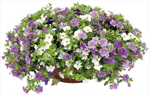 photo of flower to be used as: Pot, bedding, patio 3 Combo Calibrachoa Lindura® Ocean Breeze