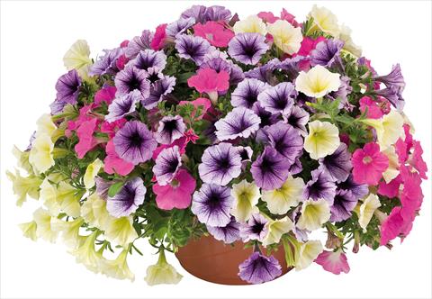 photo of flower to be used as: Pot, bedding, patio 3 Combo Petunia Fortunia® Candy