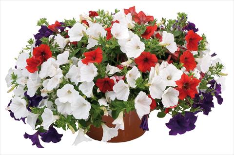 photo of flower to be used as: Pot, bedding, patio 3 Combo Petunia Fortunia® Stars and Stripes