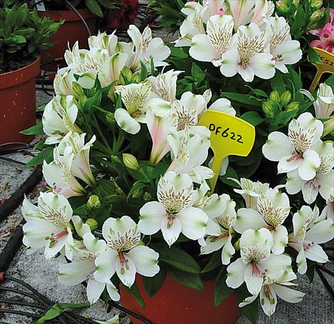 photo of flower to be used as: Pot and bedding Alstroemeria Inticancha® Antartica