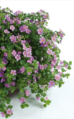photo of flower to be used as: Pot, patio, basket Bacopa (Sutera cordata) Scopia® Great Classic Pink