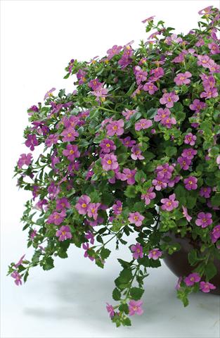 photo of flower to be used as: Pot, patio, basket Bacopa (Sutera cordata) Scopia® Gulliver Pink Heart