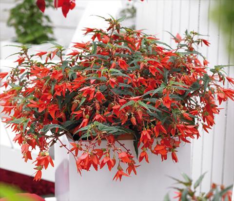 photo of flower to be used as: Bedding pot or basket Begonia boliviensis Crackling Fire® Orange Red