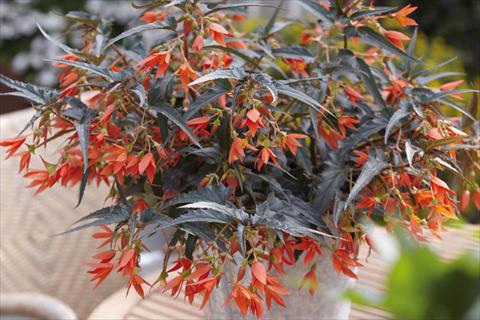 photo of flower to be used as: Bedding pot or basket Begonia boliviensis Crackling Fire® Orange