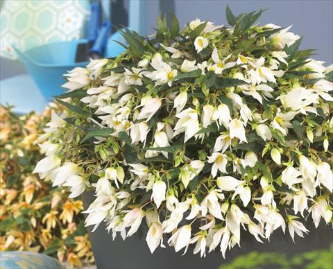 photo of flower to be used as: Bedding pot or basket Begonia boliviensis Crackling Fire® White
