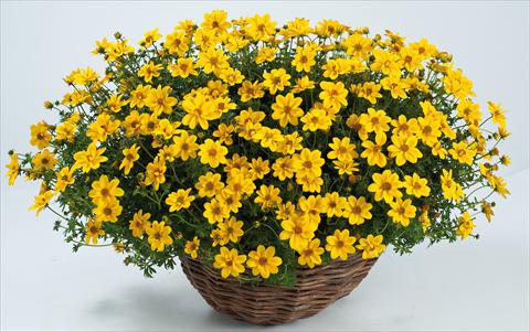 photo of flower to be used as: Pot, bedding, patio, basket Bidens ferulifolia Yellow Sunshine