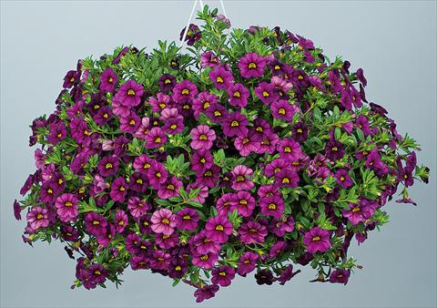 photo of flower to be used as: Pot, bedding, patio, basket Calibrachoa Noa™ Dark Fuchsia