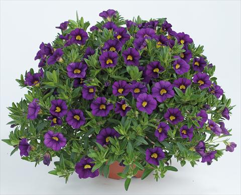 photo of flower to be used as: Pot, bedding, patio, basket Calibrachoa Noa™ Deep Purple