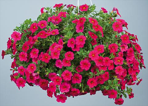 photo of flower to be used as: Pot, bedding, patio, basket Calibrachoa Noa™ Red Improved