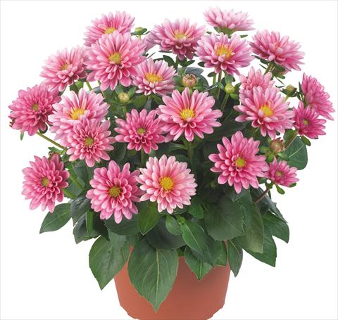 photo of flower to be used as: Pot and bedding Dahlia Dahlinova® Longlife fides® Hudson