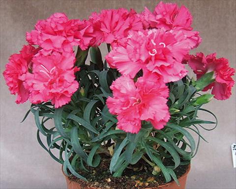 photo of flower to be used as: Basket / Pot Dianthus Adorables® Mana