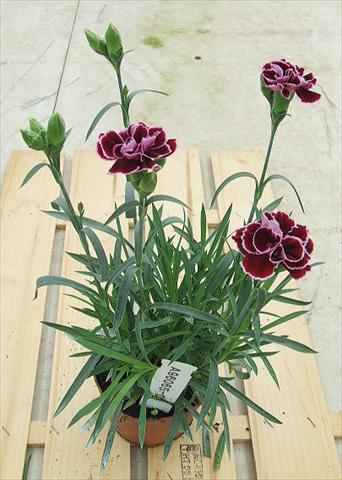 photo of flower to be used as: Basket / Pot Dianthus Sunflor® Mimi