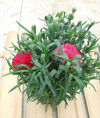 photo of flower to be used as: Basket / Pot Dianthus Sunflor® Olivia