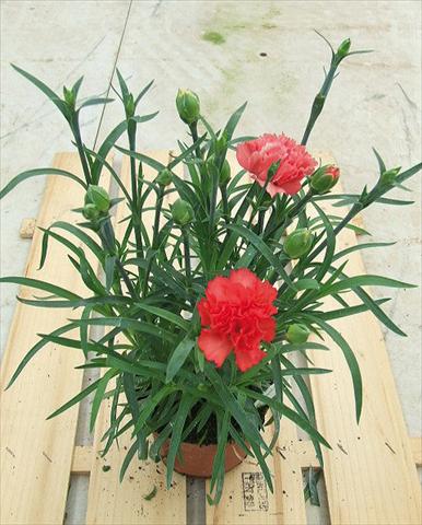photo of flower to be used as: Basket / Pot Dianthus Sunflor® Orange Bling Bling