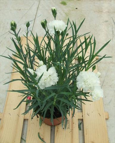 photo of flower to be used as: Basket / Pot Dianthus Sunflor® Pure