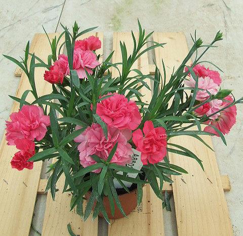 photo of flower to be used as: Basket / Pot Dianthus Sunflor® Vivre