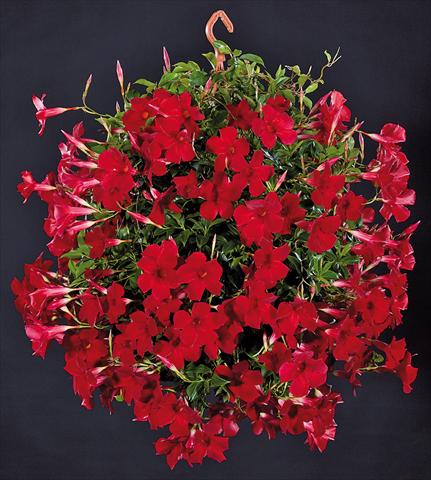 photo of flower to be used as: Patio, pot Dipladenia Sundaville Pretty Red