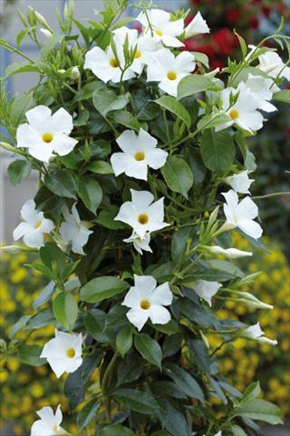 photo of flower to be used as: Patio, pot Dipladenia Sundaville White