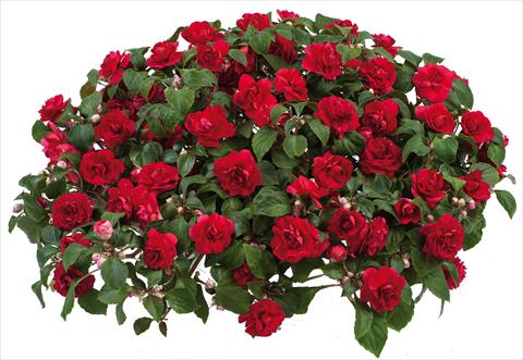 photo of flower to be used as: Pot and bedding Impatiens walleriana Musica™ Scarlet Improved