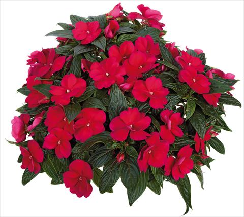 photo of flower to be used as: Pot, bedding, patio, basket Impatiens N. Guinea Tamarinda® Max fides® Burgundy