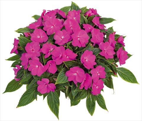photo of flower to be used as: Pot, bedding, patio, basket Impatiens N. Guinea Tamarinda® Max fides® Lavender