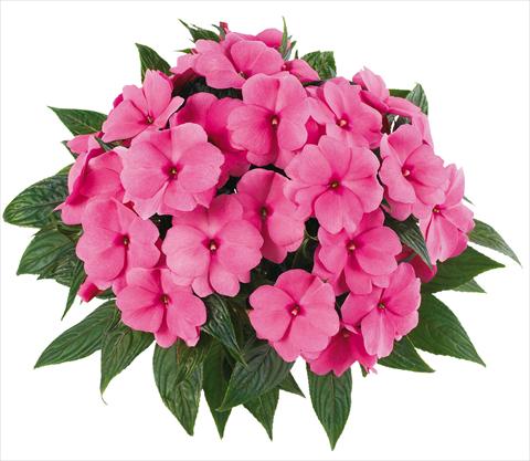 photo of flower to be used as: Pot, bedding, patio, basket Impatiens N. Guinea Tamarinda® Max fides® Pink
