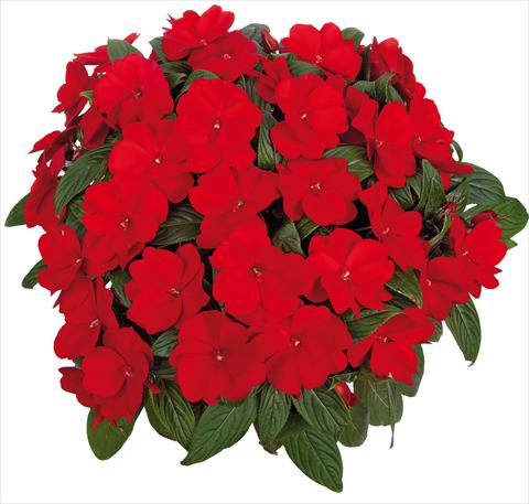 photo of flower to be used as: Pot, bedding, patio, basket Impatiens N. Guinea Tamarinda® Max fides® Red