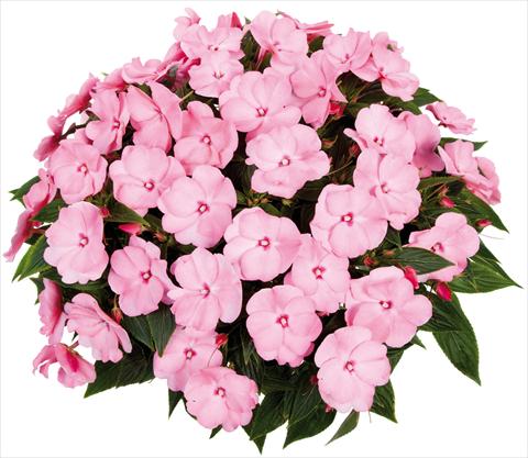 photo of flower to be used as: Pot, bedding, patio, basket Impatiens N. Guinea Tamarinda® Max fides® Sweet Pink
