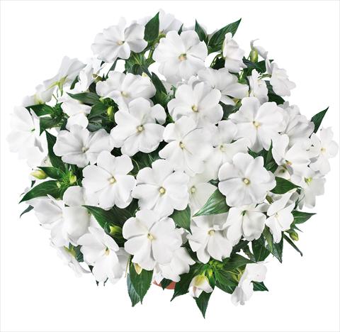 photo of flower to be used as: Pot, bedding, patio, basket Impatiens N. Guinea Tamarinda® Max fides® White