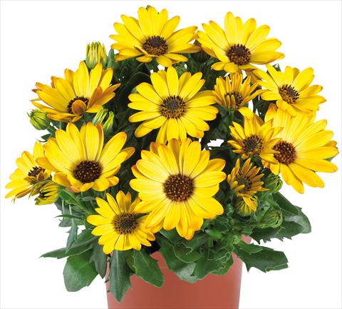 photo of flower to be used as: Pot and bedding Osteospermum Margarita fides® Yellow Improved