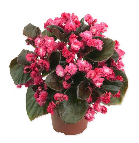 photo of flower to be used as: Pot and bedding Begonia Doublet Red