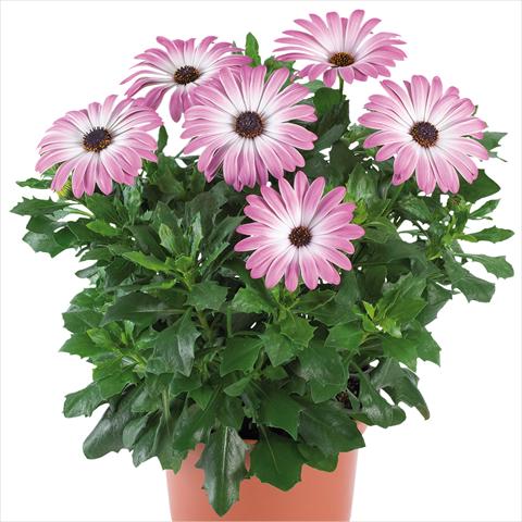 photo of flower to be used as: Pot and bedding Osteospermum Margarita Supreme fides® Pink Bicolor