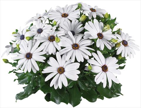 photo of flower to be used as: Pot and bedding Osteospermum Margarita Supreme fides® White