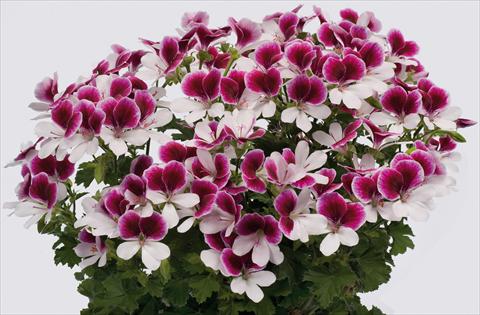 photo of flower to be used as: Patio, pot Pelargonium grandiflorum pac® Angeleyes® Bicolor Improved