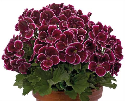 photo of flower to be used as: Patio, pot Pelargonium grandiflorum pac® Aristo® Black Beauty